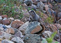 Marmota caligata